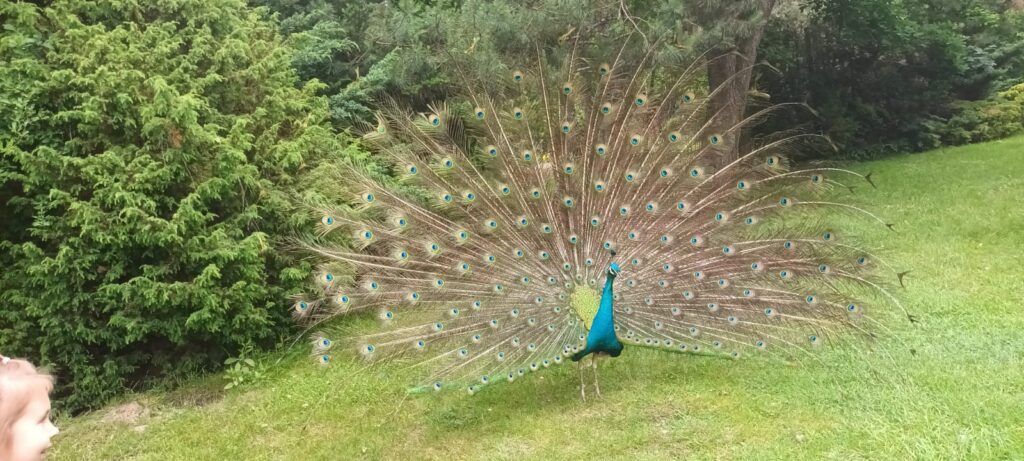 Papużki w Leśnym Zoo