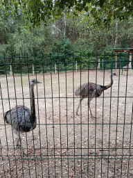 WYCIECZKA DO ZOO - GRUPA ŻYRAFKI 