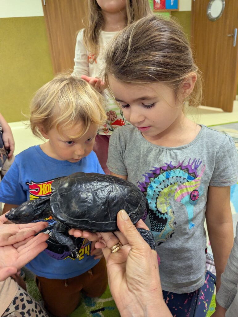 ŻÓŁW TUPTUŚ U TYGRYSKÓW