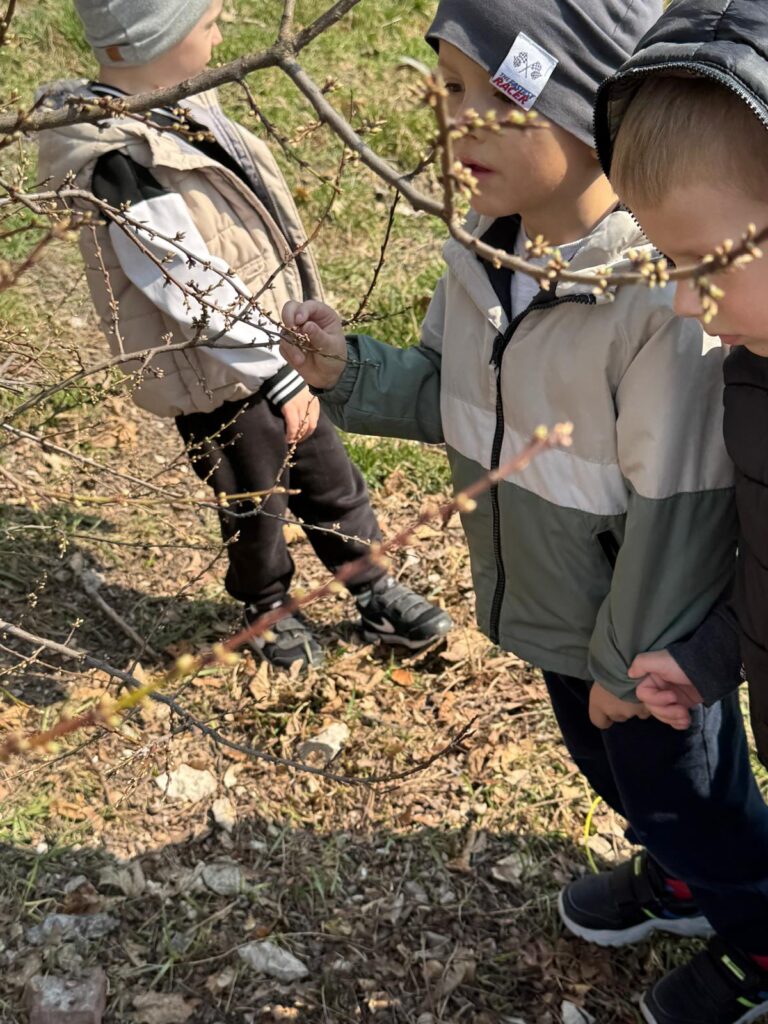 pączki na gałązkach drzew