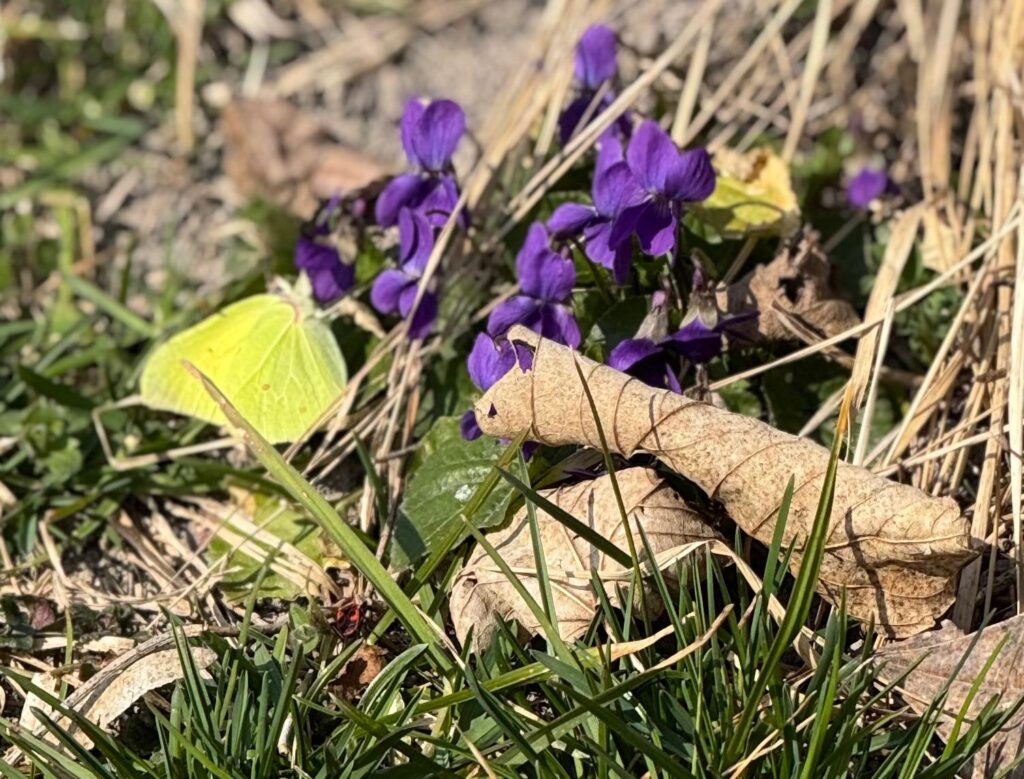 Do fiołków przyleciał motyl-
cytrynek