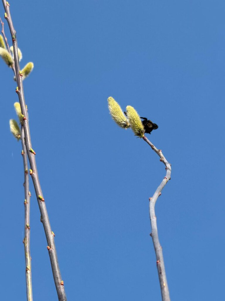 Bąk na baziach wierzbowych