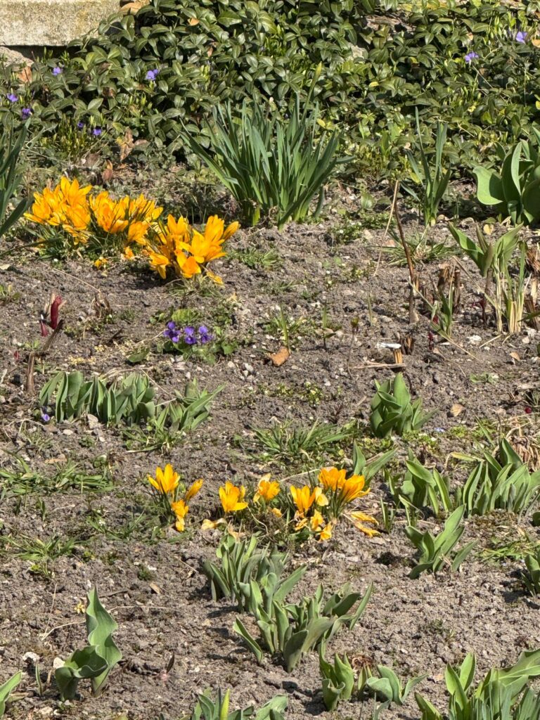 Kwitną krokusy