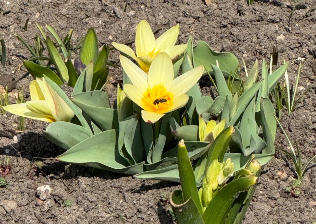 Pszczółka na kwitnacych tulipanach