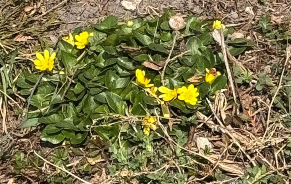 Kwitną jaskry wiosenne