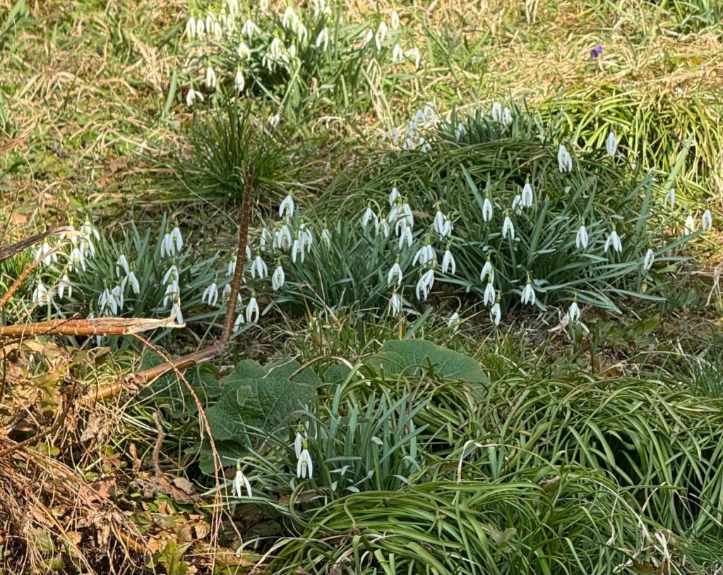 Kwitną przebiśniegi