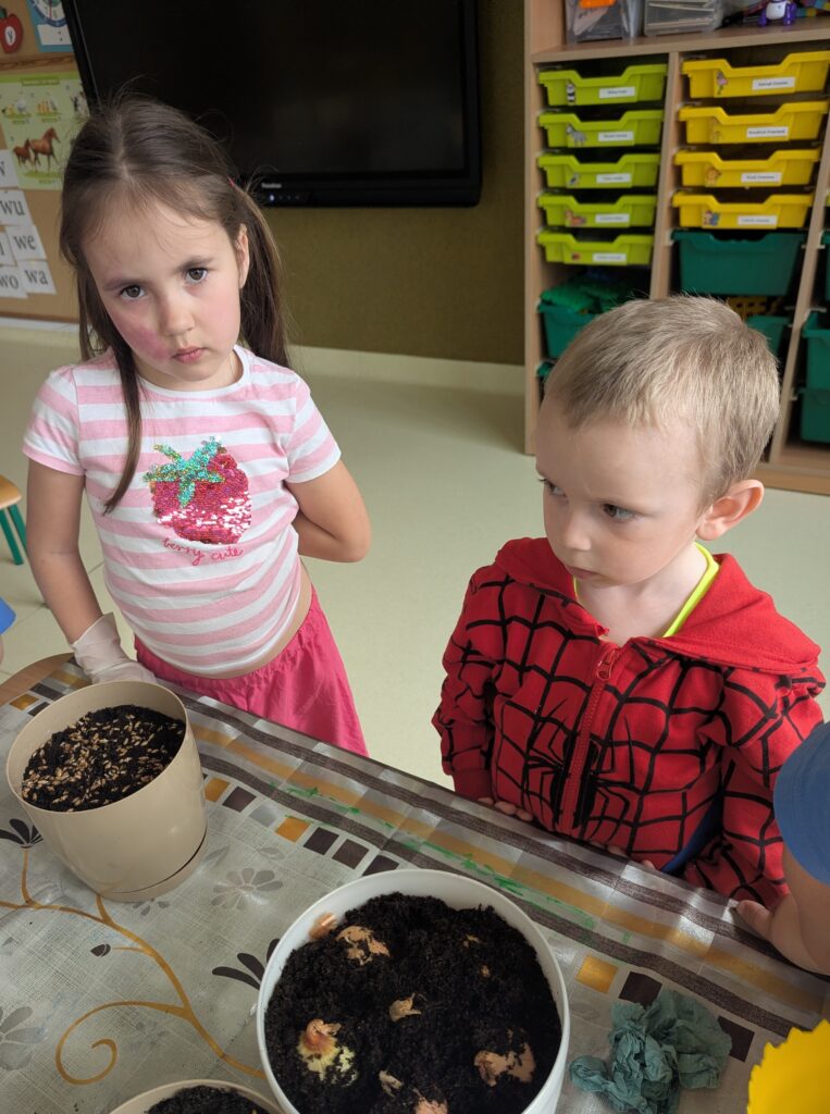 WIOSENNE WYSIEWY U TYGRYSKÓW