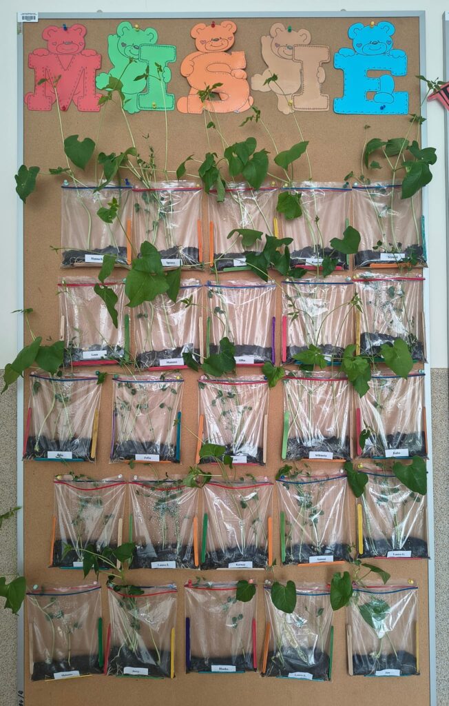 Zielony Ogródek zakładają Misie