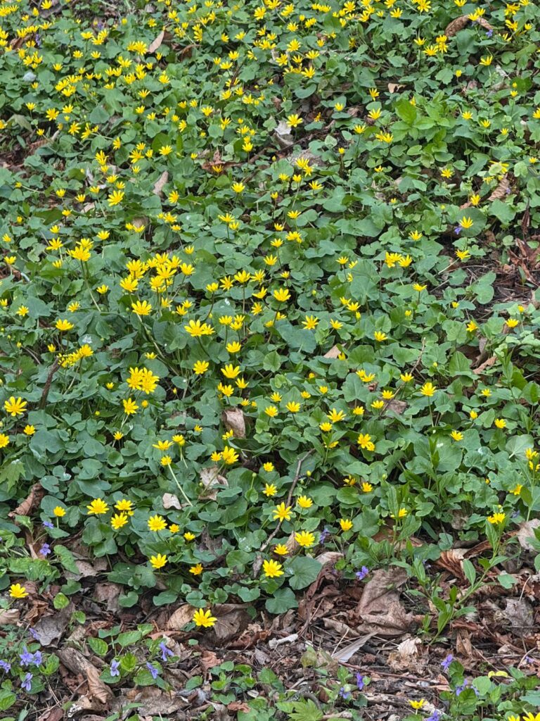 Kwitnące jaskry wiosenne